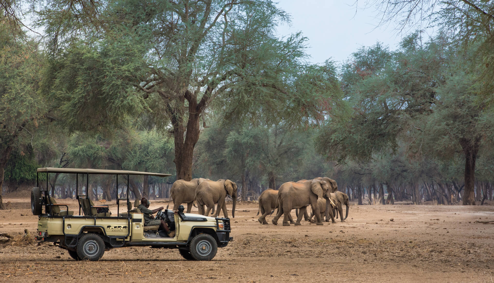 Amanzi Zambezi elephant herd