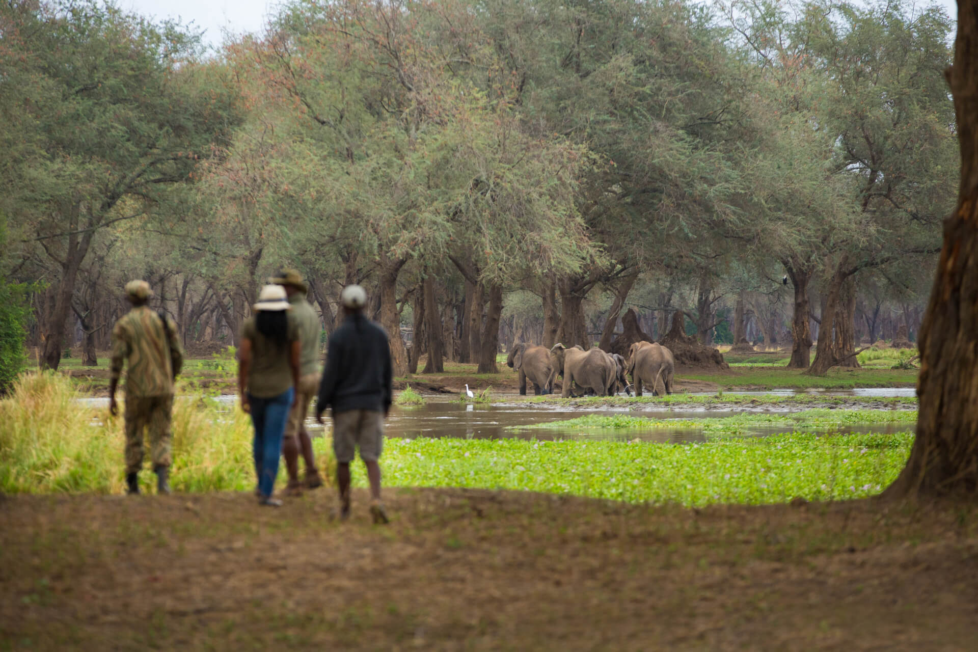 Amanzi Zambezi safari walk with guests