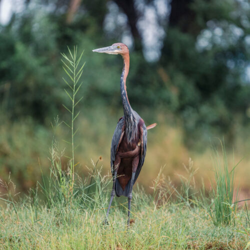 Amanzi-Zambezi-Goliath-Heron