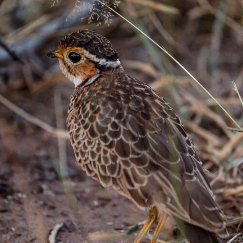 Amanzi-Zambezi-bird