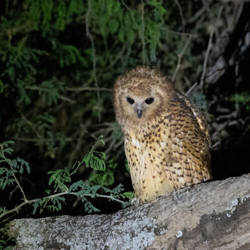 Amanzi-Zambezi-pels-fishing-owl